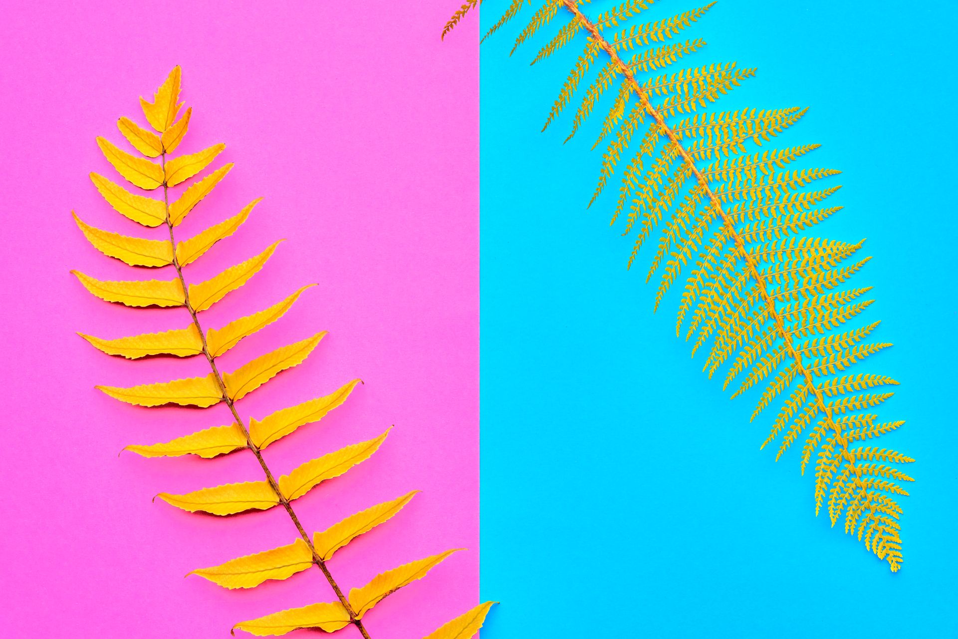 Fern texture experiments