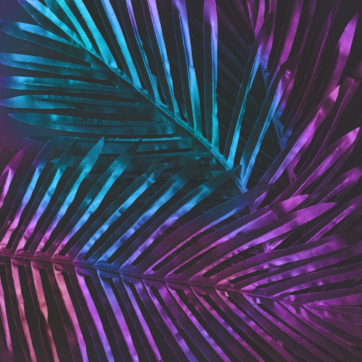 Palm & pattern study